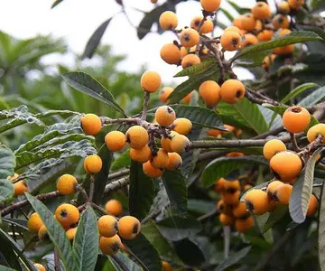 摘枇杷朋友圈说说文案