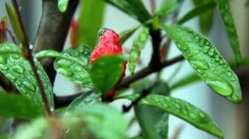 小丽多才多艺写一段话20字