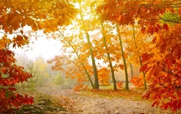 描写景色的优美句子文案摘抄