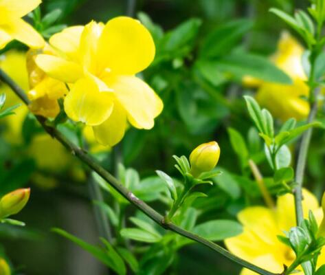 描写春天的段落