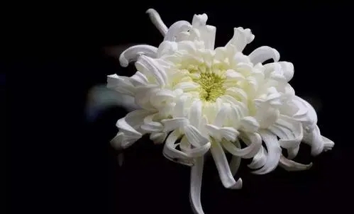 怀念去世亲人的诗句文案