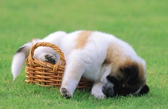 描写动物样子的句子文案