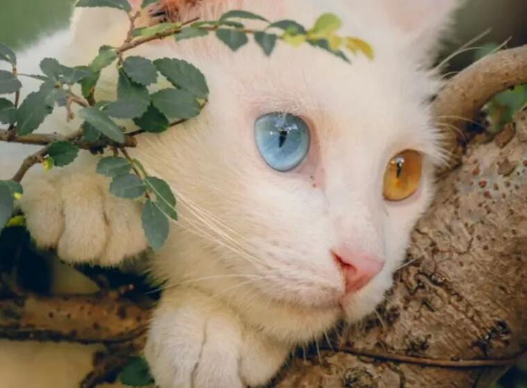 猫狗温柔句子文案