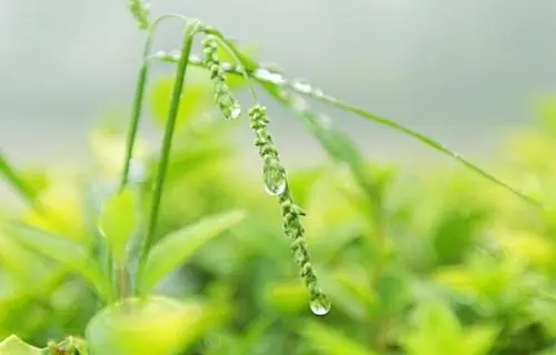 雨露说说文案心情短语