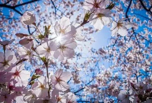 朋友圈发春天的说说文案