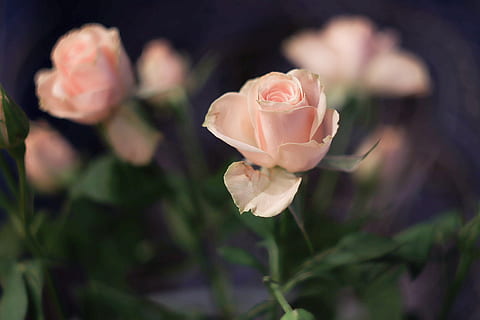 幸福的诗句文案大全唯美