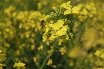 赏油菜花的心情短句