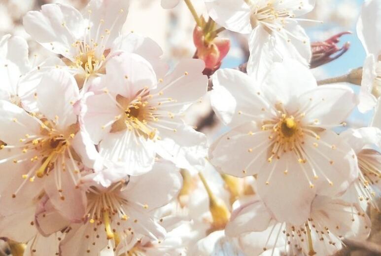 有关赞美樱花的诗句文案