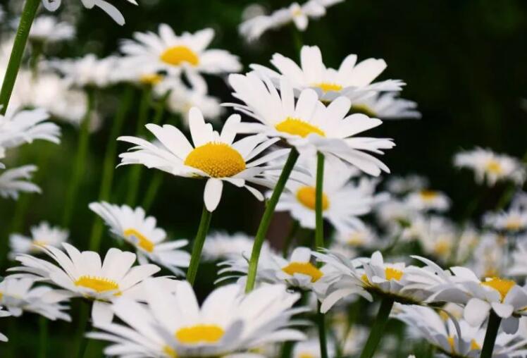 形容相遇是缘分的诗句文案