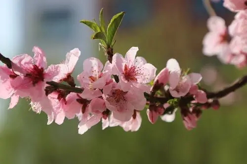 描写春天桃花的一段话