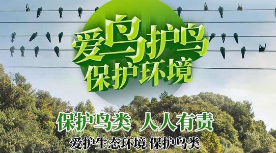 保护小鸟的宣传标语