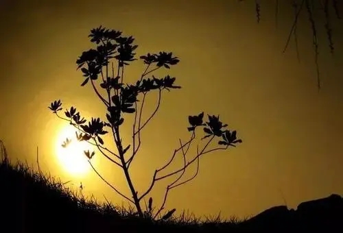 人情世故的经典句子文案