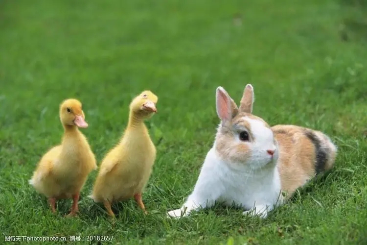 描写小动物的一段话