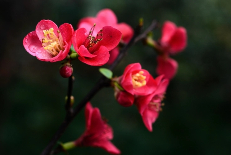 海棠花的经典诗句文案