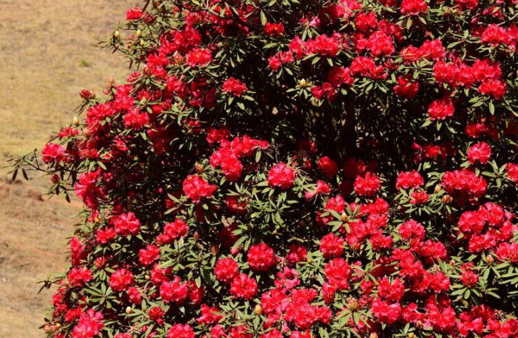 这一生只为你的句子文案