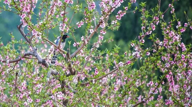 关于桃花的唯美句子文案