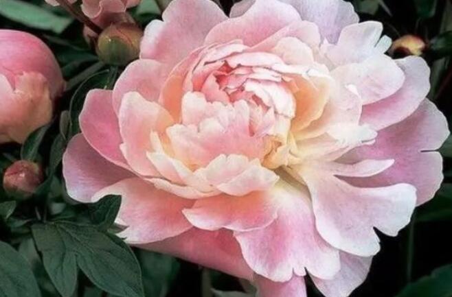 人善被欺的经典名言