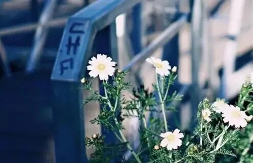 发抖音关于花的句子文案