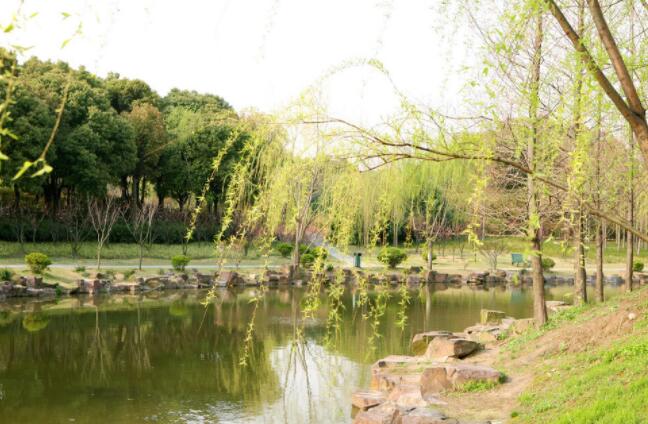 描写柳树倒映在水中的诗词