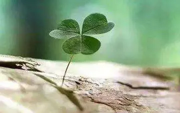 表达坚持的句子文案说说心情