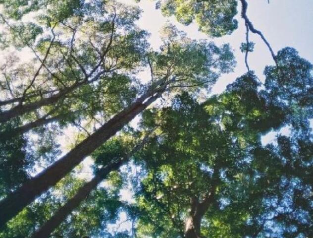 关于植树节的诗句文案古诗