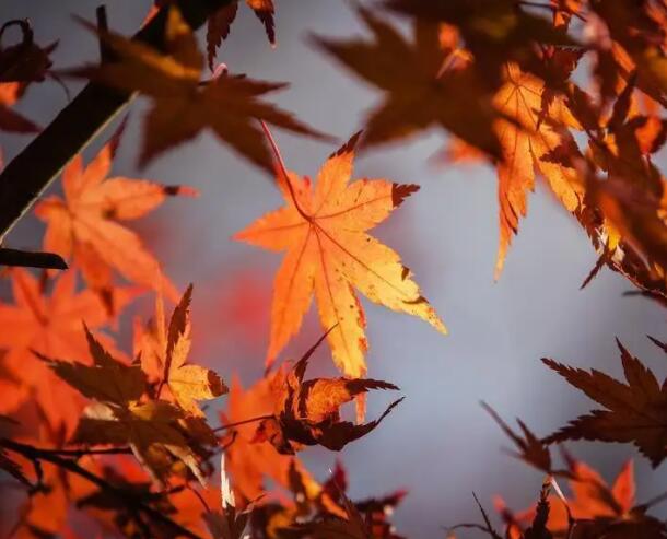 描写秋天的段落