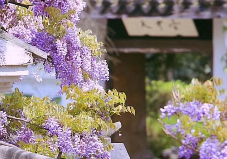 赞美花一句话10字