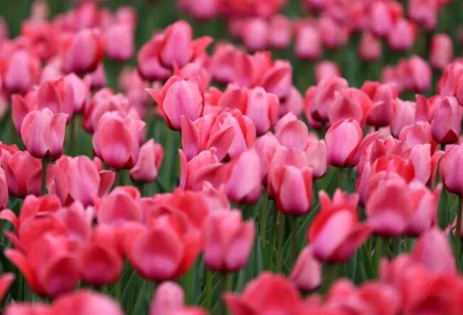 描写春天郁金香的优美句子文案