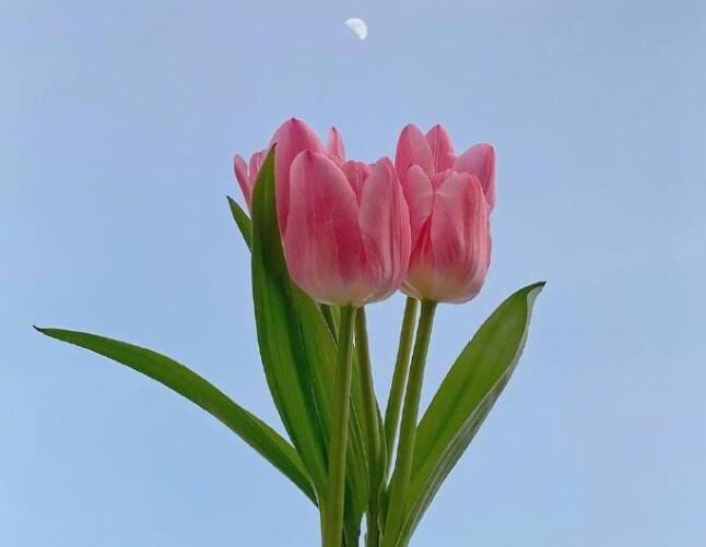 晚上发陌陌动态的句子文案