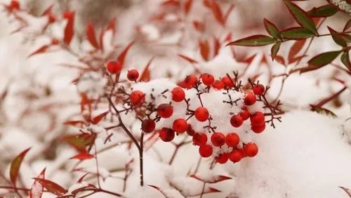 关于下雪的诗句文案古诗