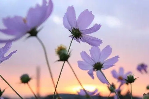 太痴情的伤感句子文案