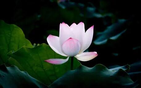 佛经中莲花最有禅意的句子文案