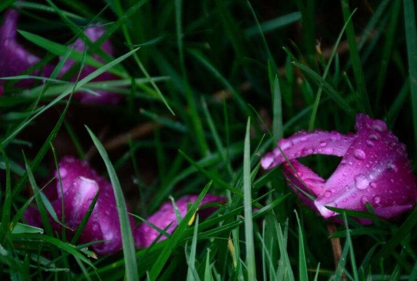 关于寒食节的文案