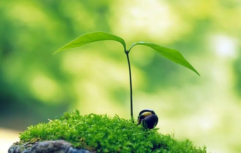 描述绿色的唯美句子文案