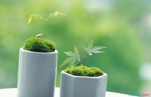 赞美公司的话语