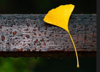 形容九月的诗句文案唯美