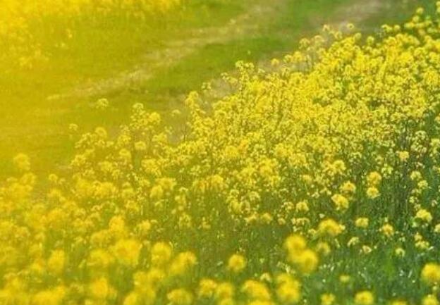 春天看油菜花的说说文案