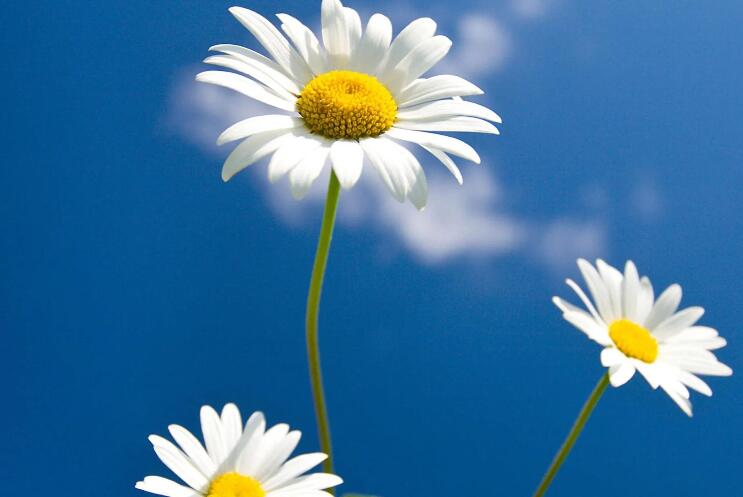 能力的语录文案