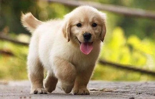 小狗的外形描写