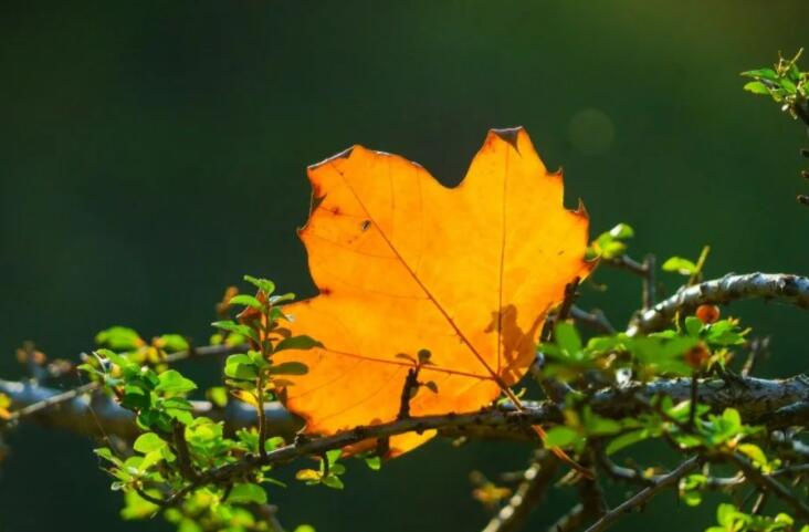 关于入秋的唯美诗句文案