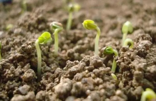 观察植物的一段话