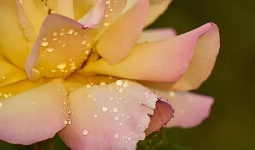 组织活动唯美句子文案