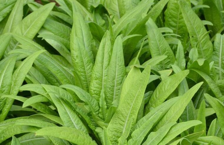 表达自己家种绿色蔬菜的句子文案