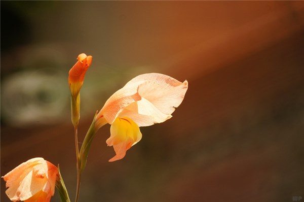 心情好看什么都美的句子文案