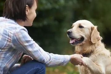 对人好不如对狗好的句子文案