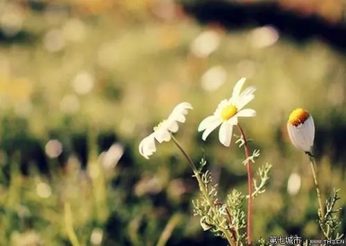 关于亲情和爱情的句子文案