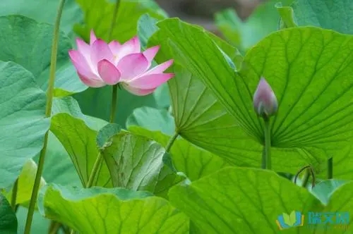 春天和夏天交接的诗句文案