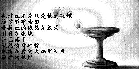 飞蛾扑火的爱情语录文案