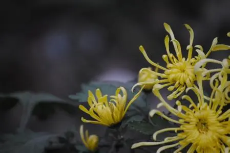 对已逝亲人思念的句子文案