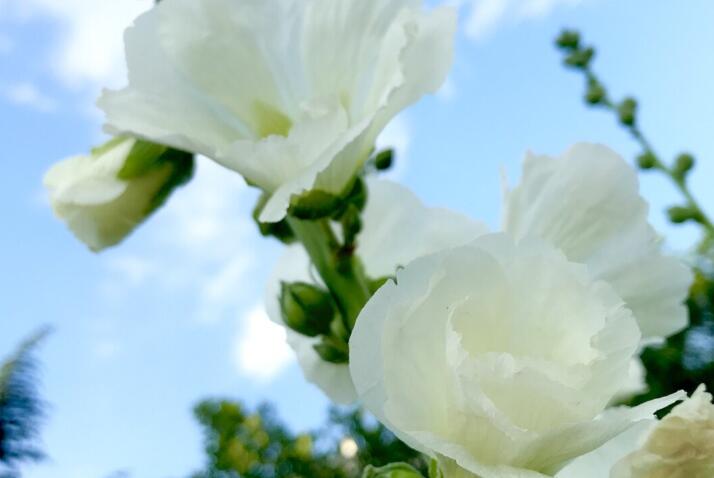 抖音热门文案短句